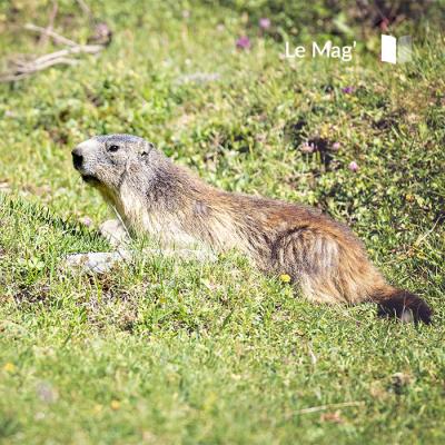 Welke dieren gadeslaan in het Parc national de la Vanoise ?